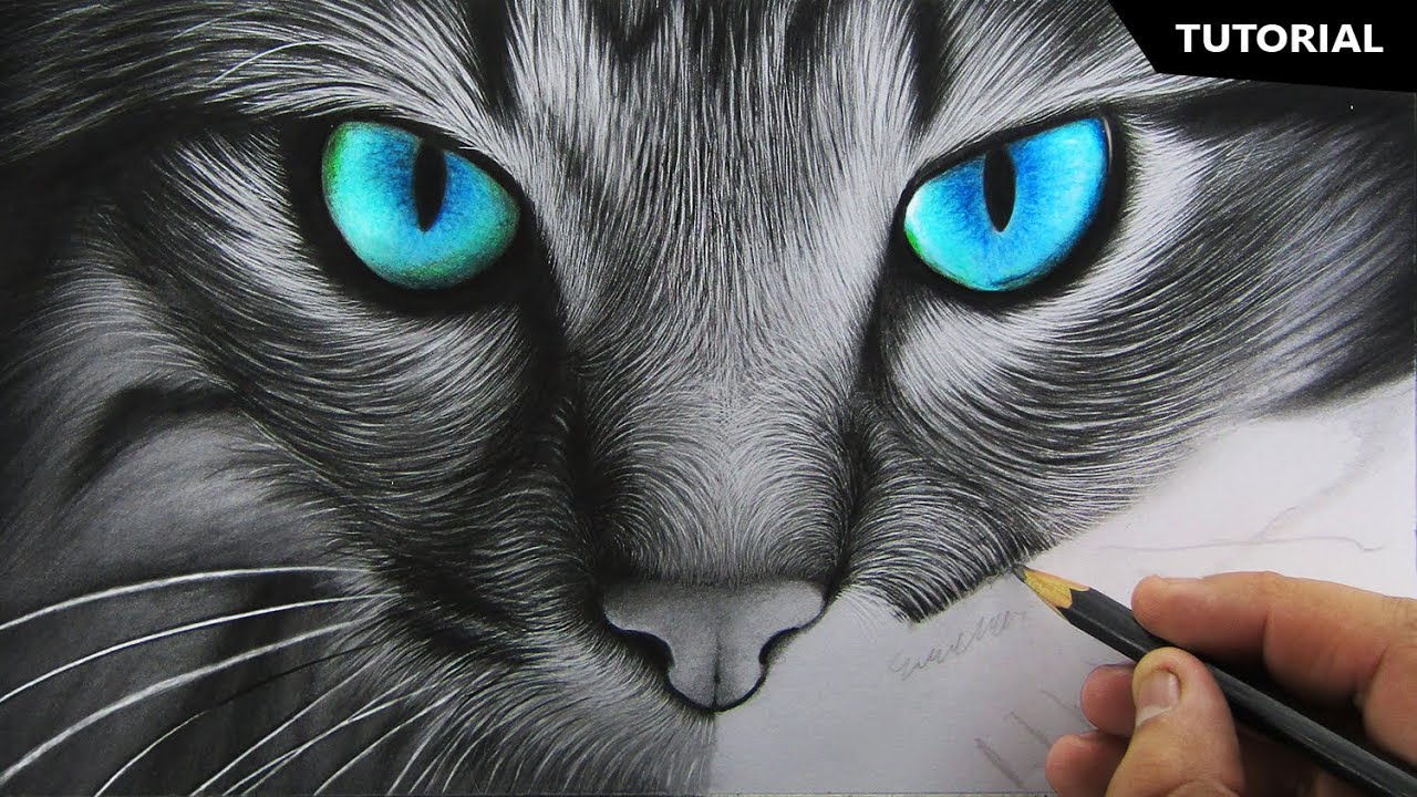 Realistic:8jqzftg0dqq= Cat Drawing