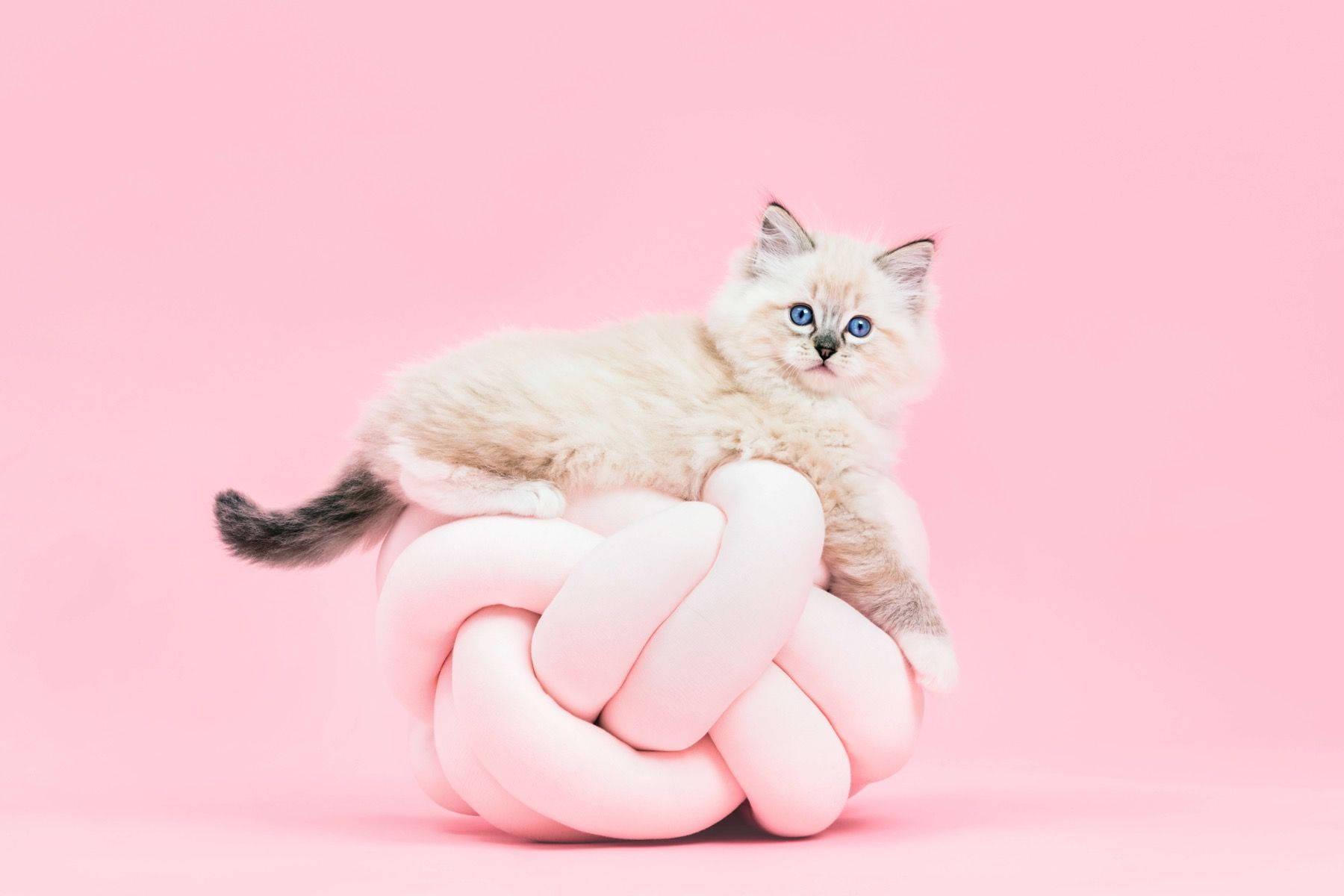 Pink:Ibbaftntai0= Cat Wallpaper