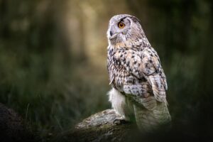 Wallpaper:5f1lghrvpyc= Owl