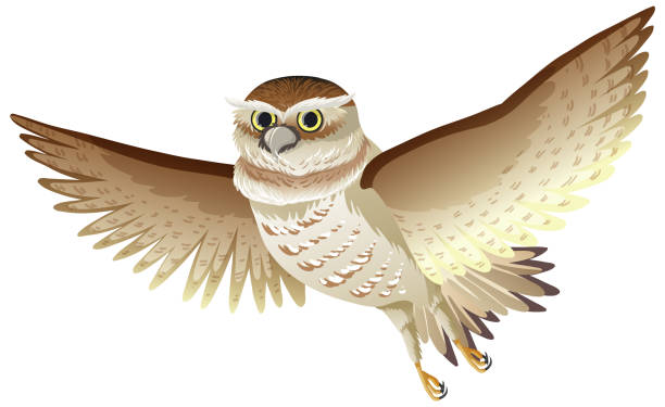 Clip Art:Koqmro1yoyk= Owl