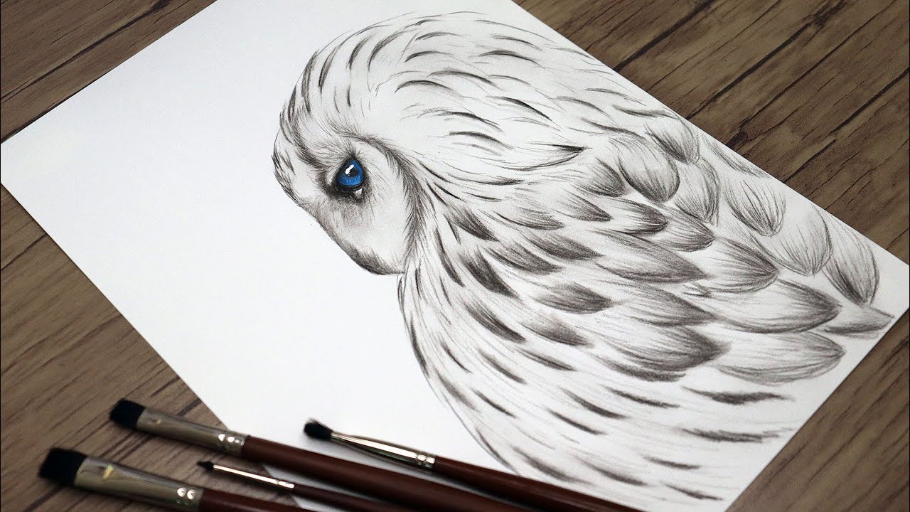 Sketch:8f_S4g5biwc= Owl Drawing