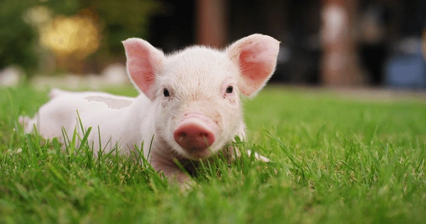 Adorable:Jmb_Ljazido= Baby Pigs